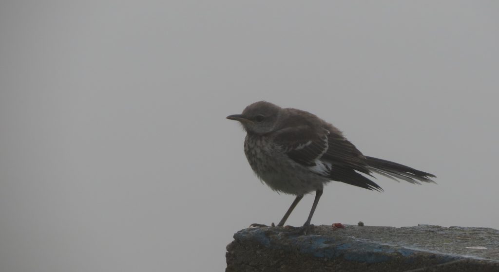 bird-in-fog