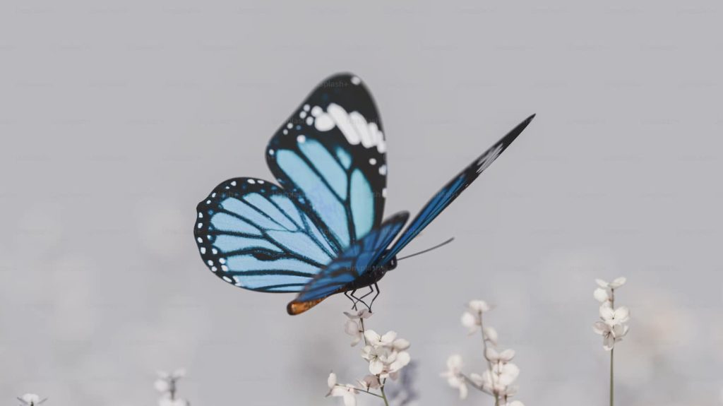 Le battement d’aile du papillon